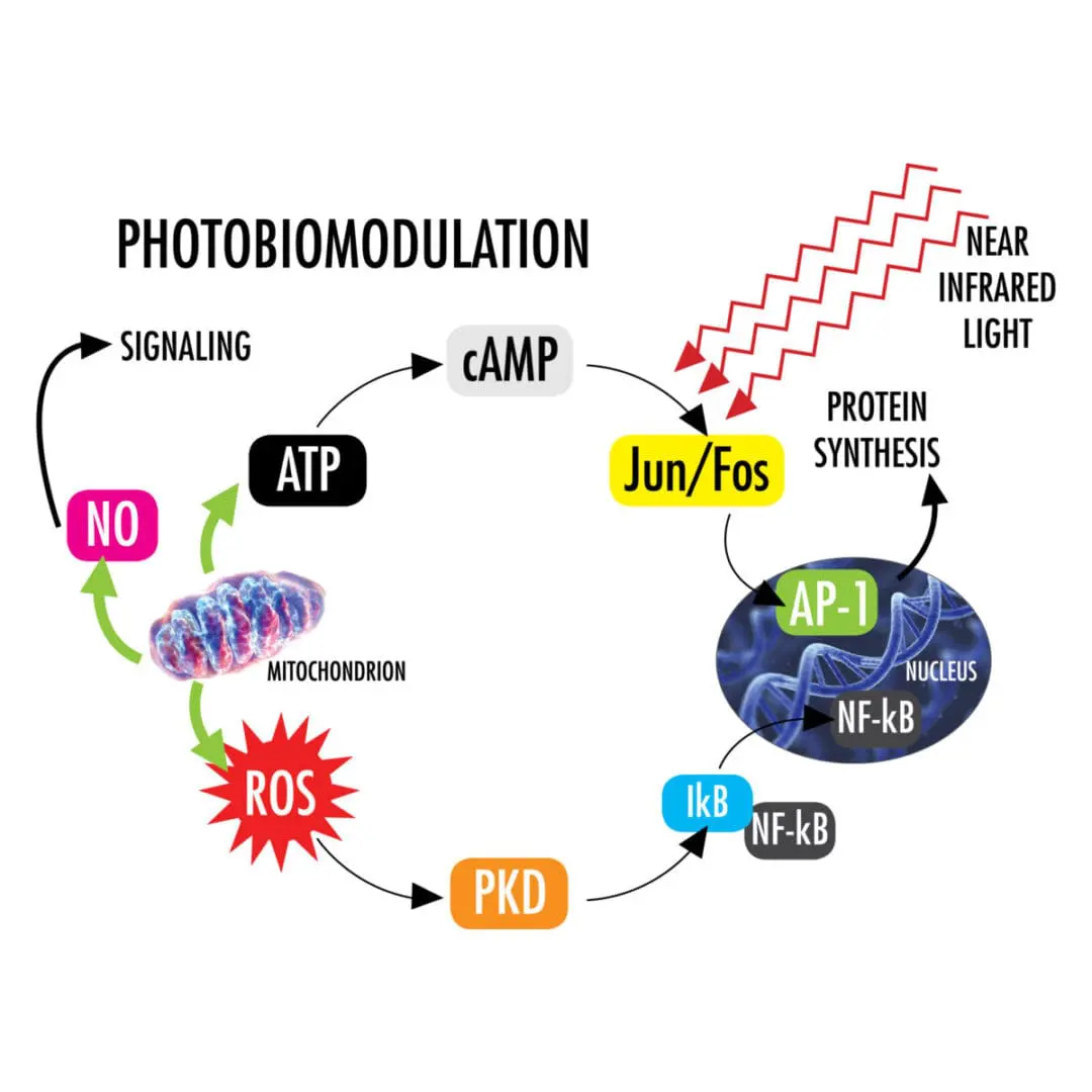 Mechanisms of low level light therapy